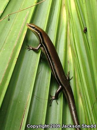 Central American Mabuya (Mabuya unimarginata)