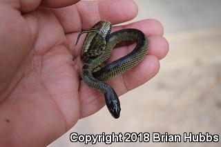 Desert Kingsnake (Lampropeltis getula splendida)