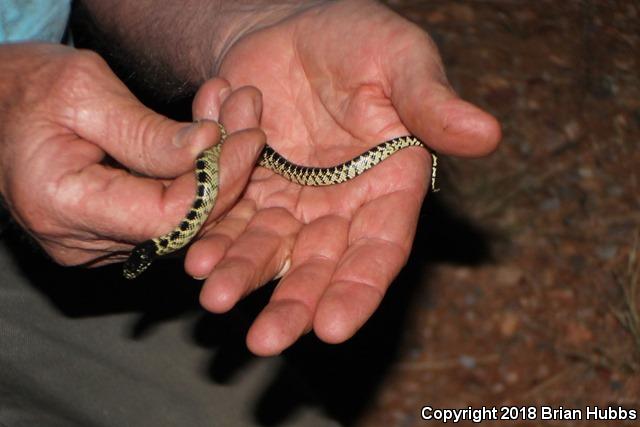 Desert Kingsnake (Lampropeltis getula splendida)