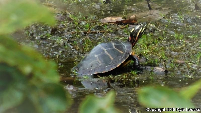 Eastern Painted Turtle (Chrysemys picta picta)