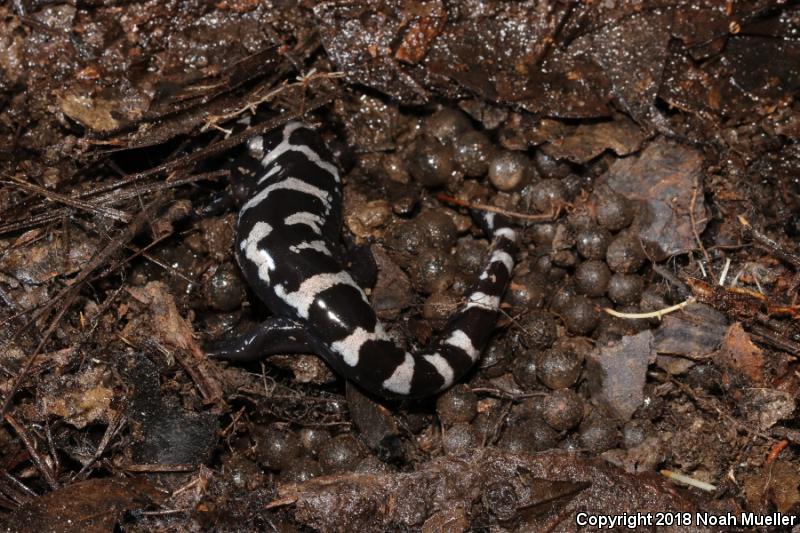 Marbled Salamander (Ambystoma opacum)