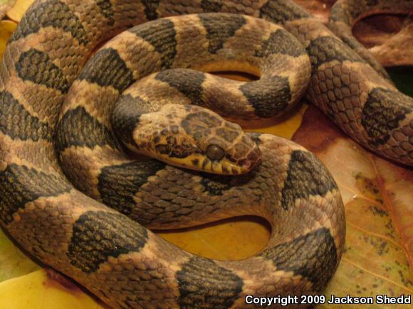 Southwestern Cat-eyed Snake (Leptodeira maculata)