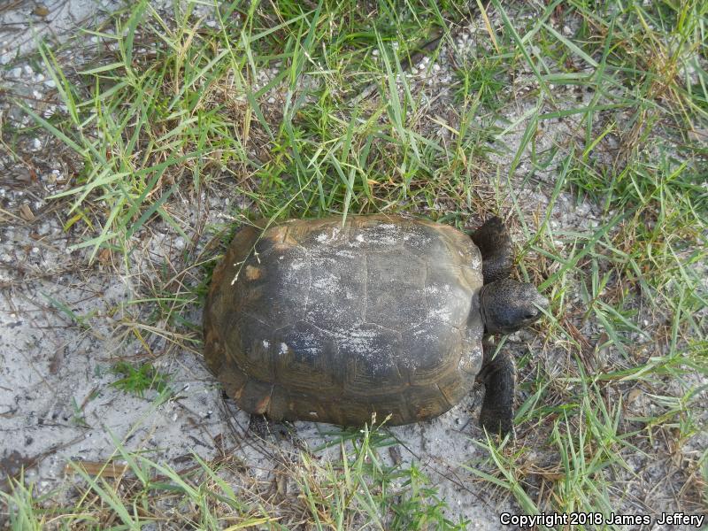 Gopher Tortoise (Gopherus polyphemus)