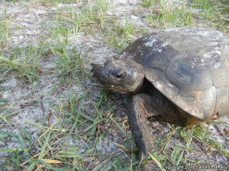 Gopher Tortoise (Gopherus polyphemus)