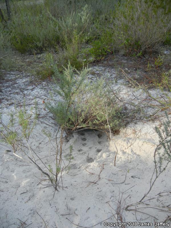 Gopher Tortoise (Gopherus polyphemus)