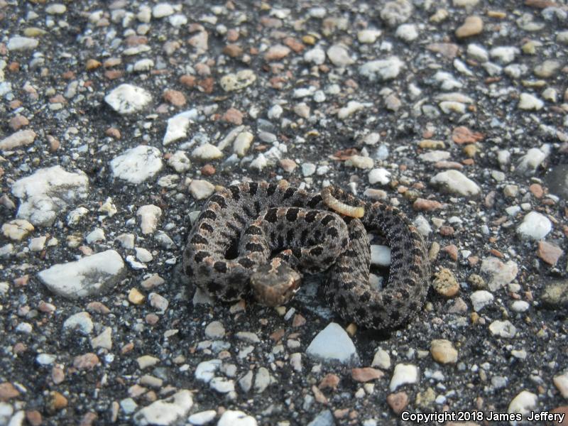 Dusky Pigmy Rattlesnake (Sistrurus miliarius barbouri)