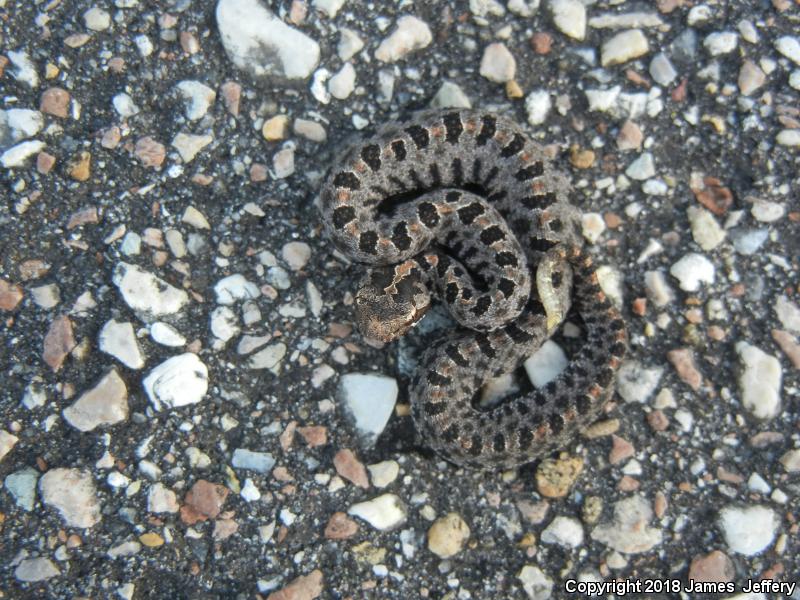 Dusky Pigmy Rattlesnake (Sistrurus miliarius barbouri)