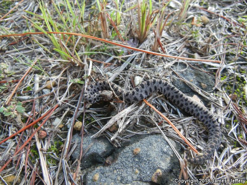 Dusky Pigmy Rattlesnake (Sistrurus miliarius barbouri)