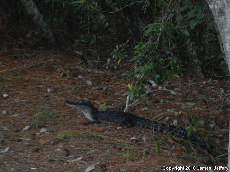 American Alligator (Alligator mississippiensis)