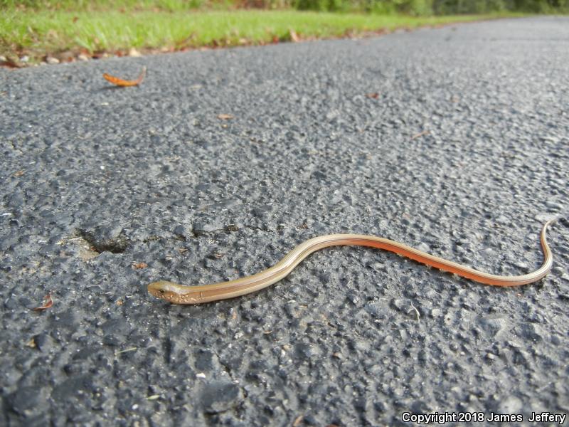 Eastern Glass Lizard (Ophisaurus ventralis)