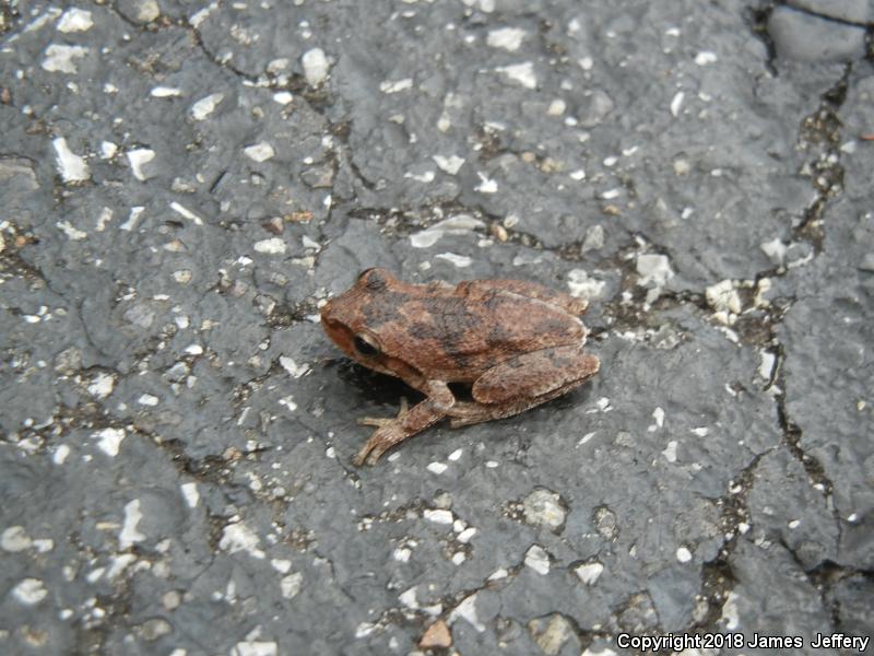 Pine Woods Treefrog (Hyla femoralis)