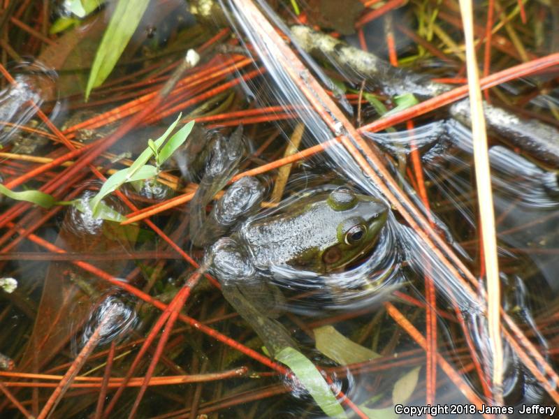 Pig Frog (Lithobates grylio)