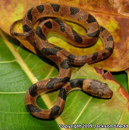 Southwestern Cat-eyed Snake (Leptodeira maculata)