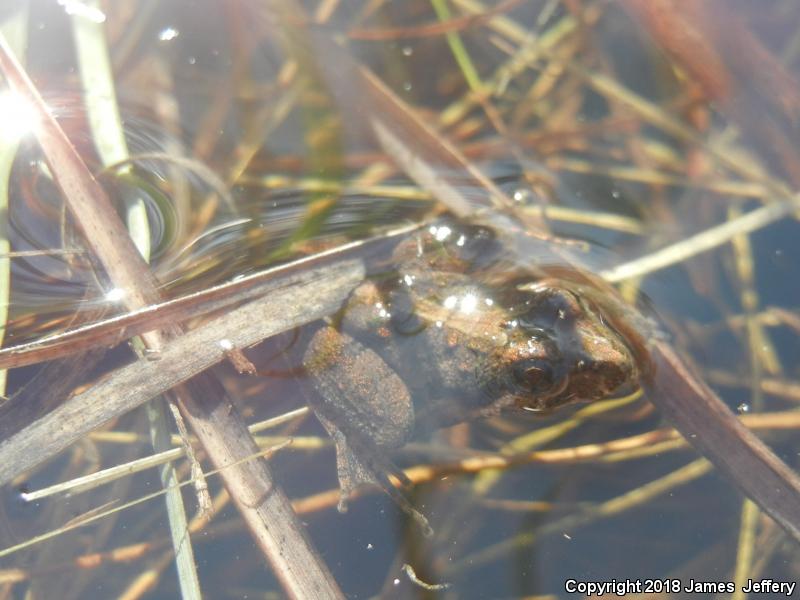 Southern Cricket Frog (Acris gryllus)