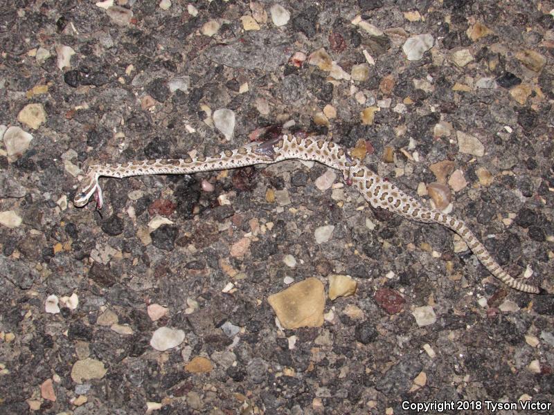 Midget Faded Rattlesnake (Crotalus oreganus concolor)