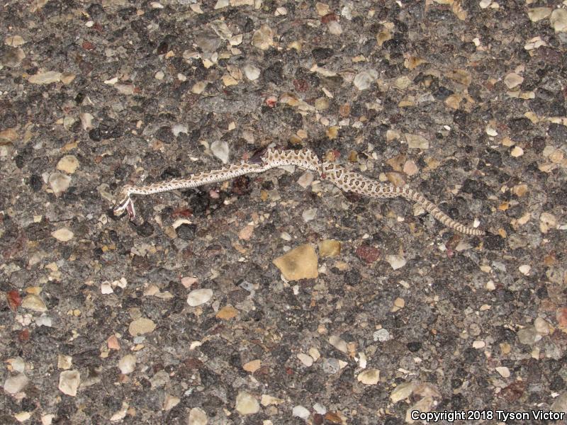 Midget Faded Rattlesnake (Crotalus oreganus concolor)