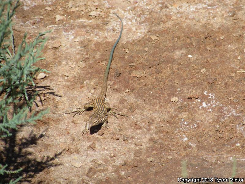 Plateau Striped Whiptail (Aspidoscelis velox)