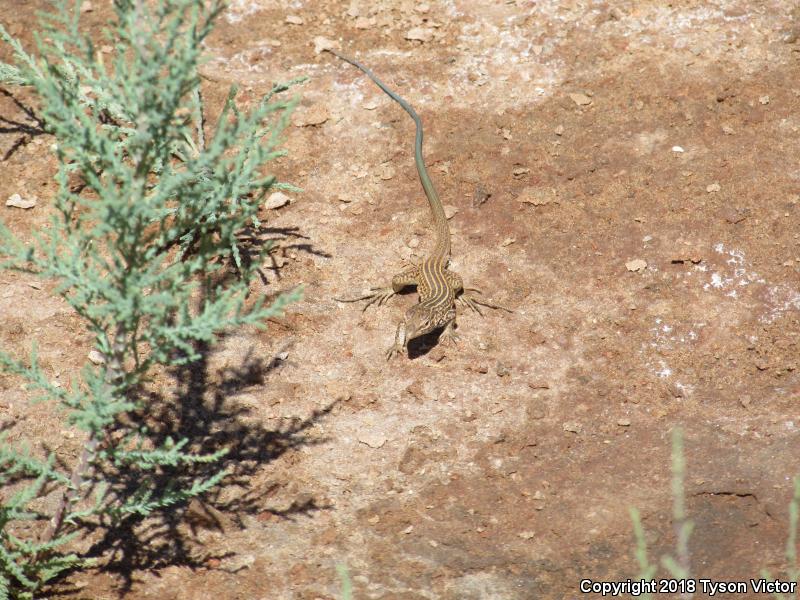 Plateau Striped Whiptail (Aspidoscelis velox)