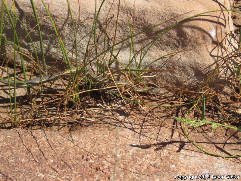 Desert Striped Whipsnake (Coluber taeniatus taeniatus)