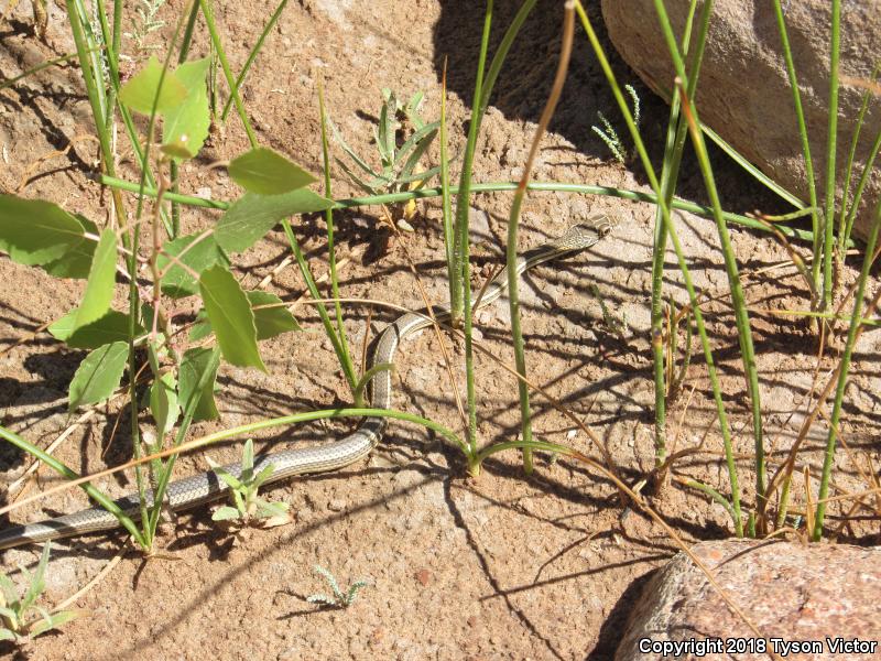 Desert Striped Whipsnake (Coluber taeniatus taeniatus)