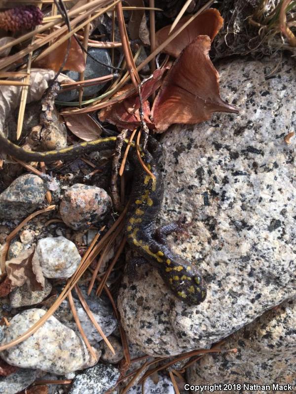 Southern Long-toed Salamander (Ambystoma macrodactylum sigillatum)