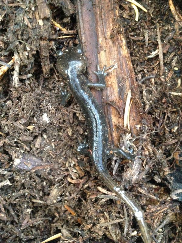 Northwestern Salamander (Ambystoma gracile)