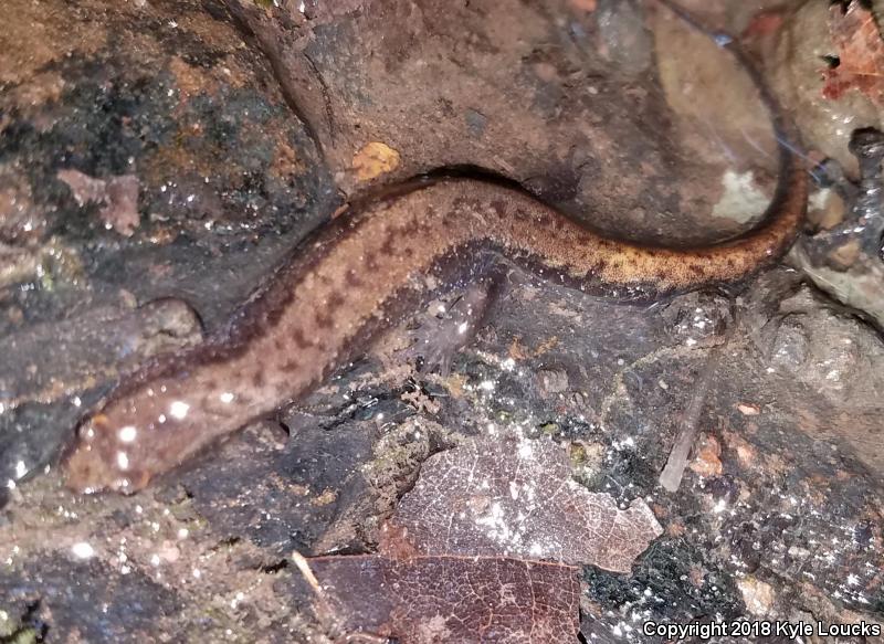 Allegheny Mountain Dusky Salamander (Desmognathus ochrophaeus)