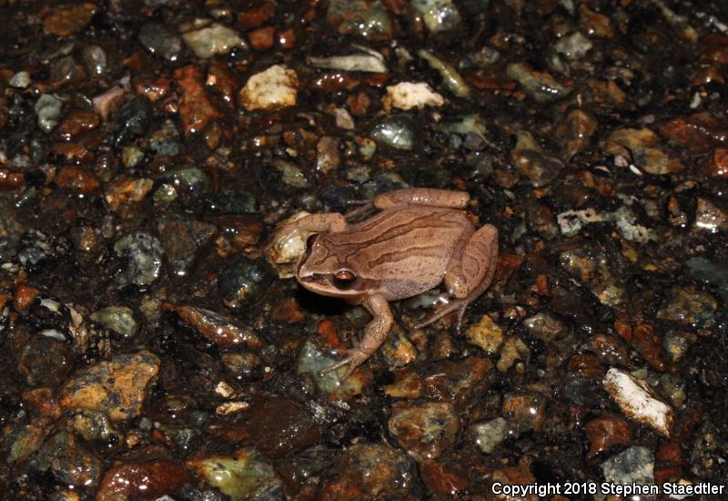 New Jersey Chorus Frog (Pseudacris kalmi)