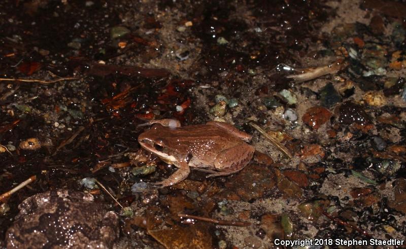 New Jersey Chorus Frog (Pseudacris kalmi)