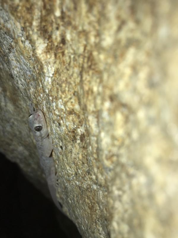 Peninsula Leaf-toed Gecko (Phyllodactylus nocticolus nocticolus)