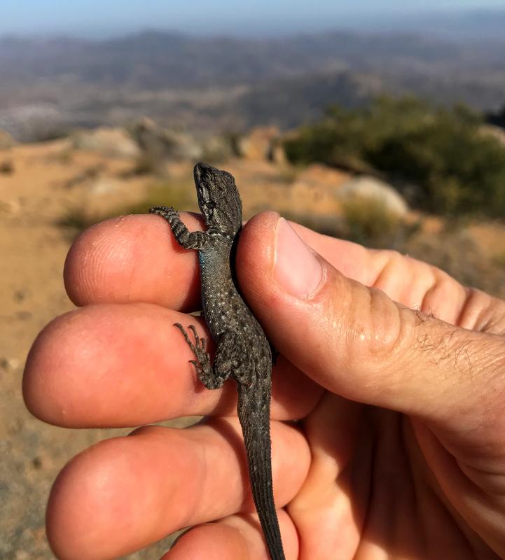 Black-tailed Brush Lizard (Urosaurus nigricaudus)