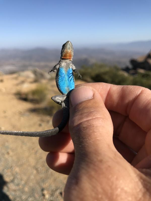 Black-tailed Brush Lizard (Urosaurus nigricaudus)