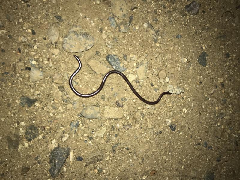 SouthWestern Threadsnake (Leptotyphlops humilis humilis)