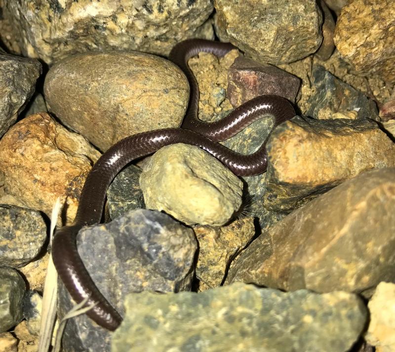 SouthWestern Threadsnake (Leptotyphlops humilis humilis)