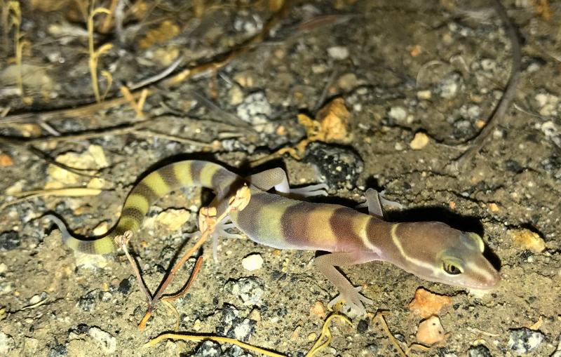 San Diego Banded Gecko (Coleonyx variegatus abbotti)