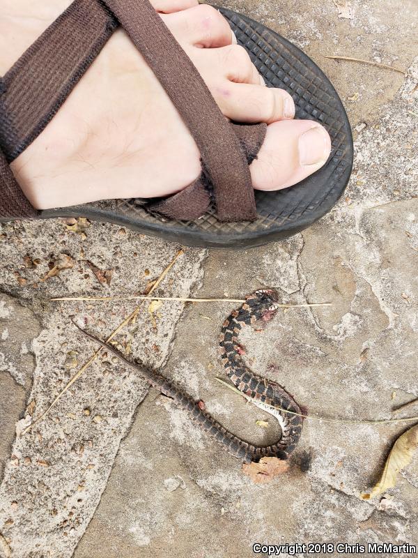 Plain-bellied Watersnake (Nerodia erythrogaster)