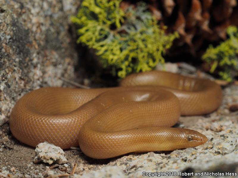 Southern Rubber Boa (Charina umbratica)