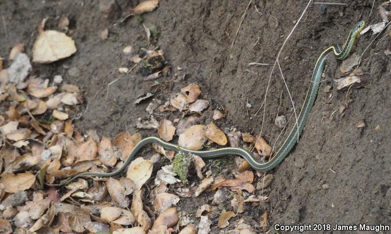 Santa Cruz Gartersnake (Thamnophis atratus atratus)