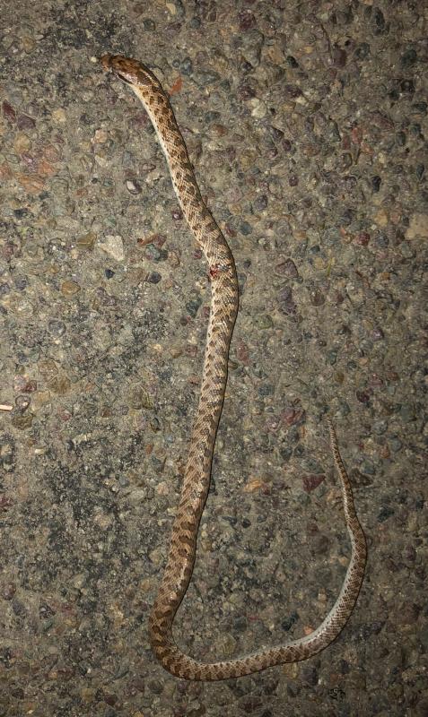 California Glossy Snake (Arizona elegans occidentalis)