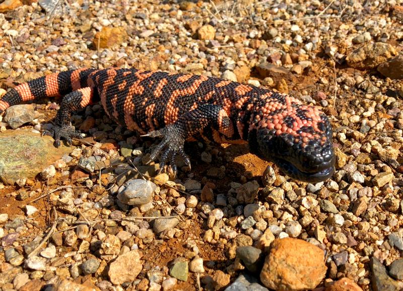 Banded Gila Monster (Heloderma suspectum cinctum)