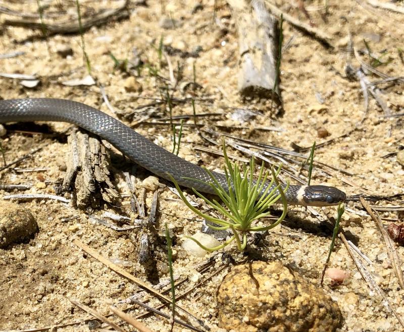 Southern Ring-necked Snake (Diadophis punctatus punctatus)