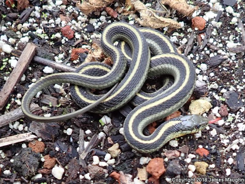 Santa Cruz Gartersnake (Thamnophis atratus atratus)