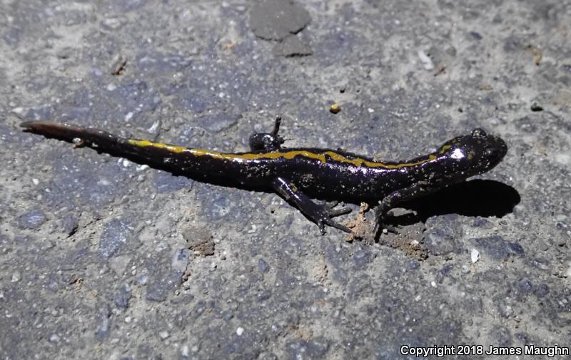 Santa Cruz Long-toed Salamander (Ambystoma macrodactylum croceum)