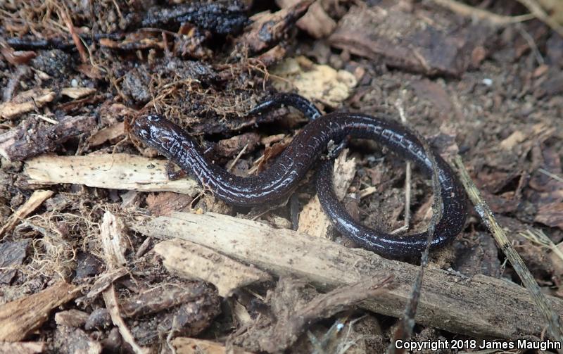 California Slender Salamander (Batrachoseps attenuatus)