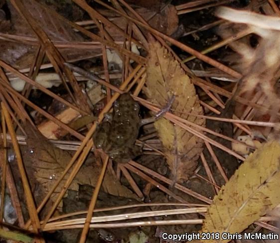 Rio Grande Chirping Frog (Eleutherodactylus cystignathoides campi)