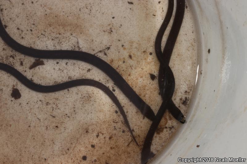 One-toed Amphiuma (Amphiuma pholeter)