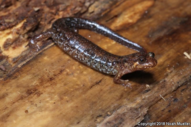 Apalachicola Dusky Salamander (Desmognathus apalachicolae)