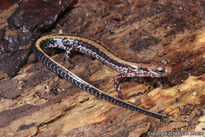 Three-lined Salamander (Eurycea guttolineata)