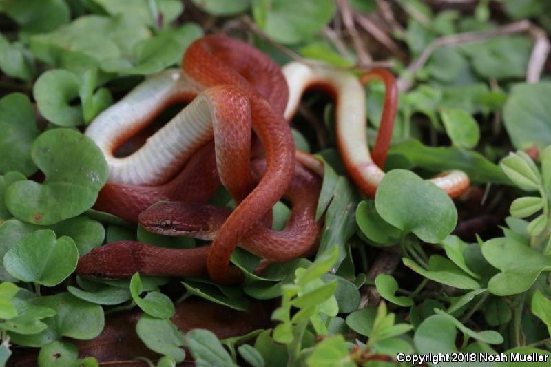 Pine Woods Littersnake (Rhadinaea flavilata)