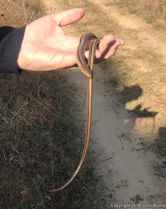 Western Slender Glass Lizard (Ophisaurus attenuatus attenuatus)